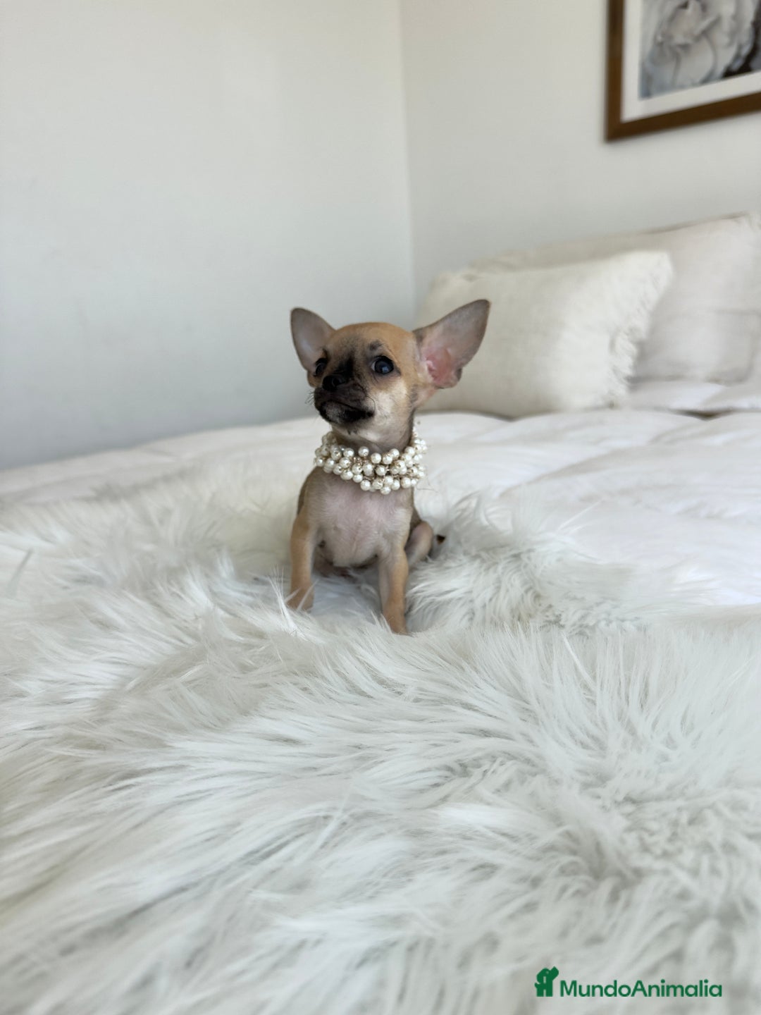 Chihuahua perros en venta: Chihuahua macho - Imagen 1