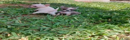 Chihuahua perros en venta: PRECIOSOS CHIHUAHUA RUSO Y ASIÁTICO  - Anuncio 21