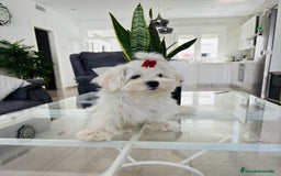 Bichón Maltés perros en venta: Cachorrito de bichon maltés macho calidad - Imagen 2