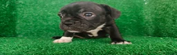 Bulldog Francés perros en venta: Bulldog francés  - Anuncio 13