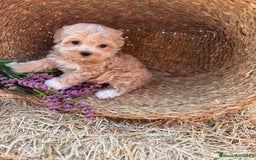 Maltipoo perros en venta: Maltipoo para noviembre/diciembre  - Imagen 14