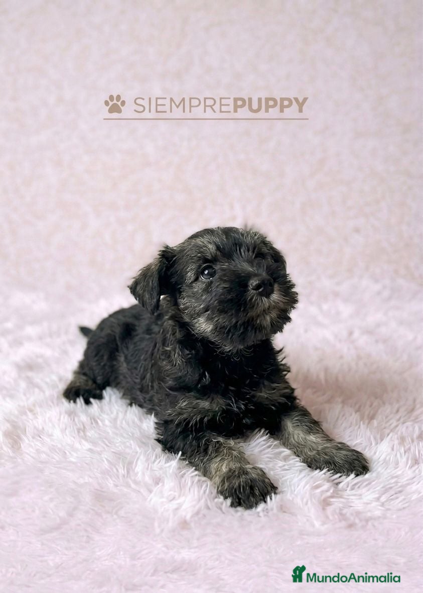 Schnauzer Miniatura perros SCHNAUZER MINIATURA HEMBRA - Anuncio 1