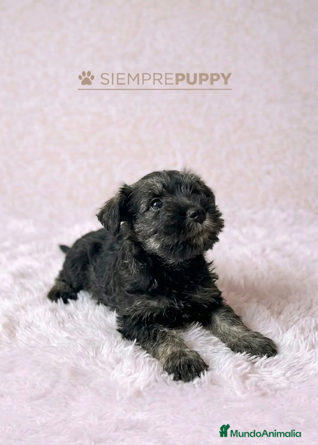 Schnauzer Miniatura perros en venta: SCHNAUZER MINIATURA HEMBRA - Anuncio 1
