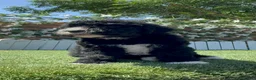 Perro de Agua Español perros en venta: PERRO DE AGUA ESPAÑOL - Anuncio 9