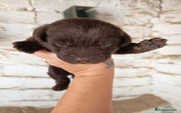 Labrador Retriever perros en venta: Espectacular labrador retriever chocolate  - Imagen 2