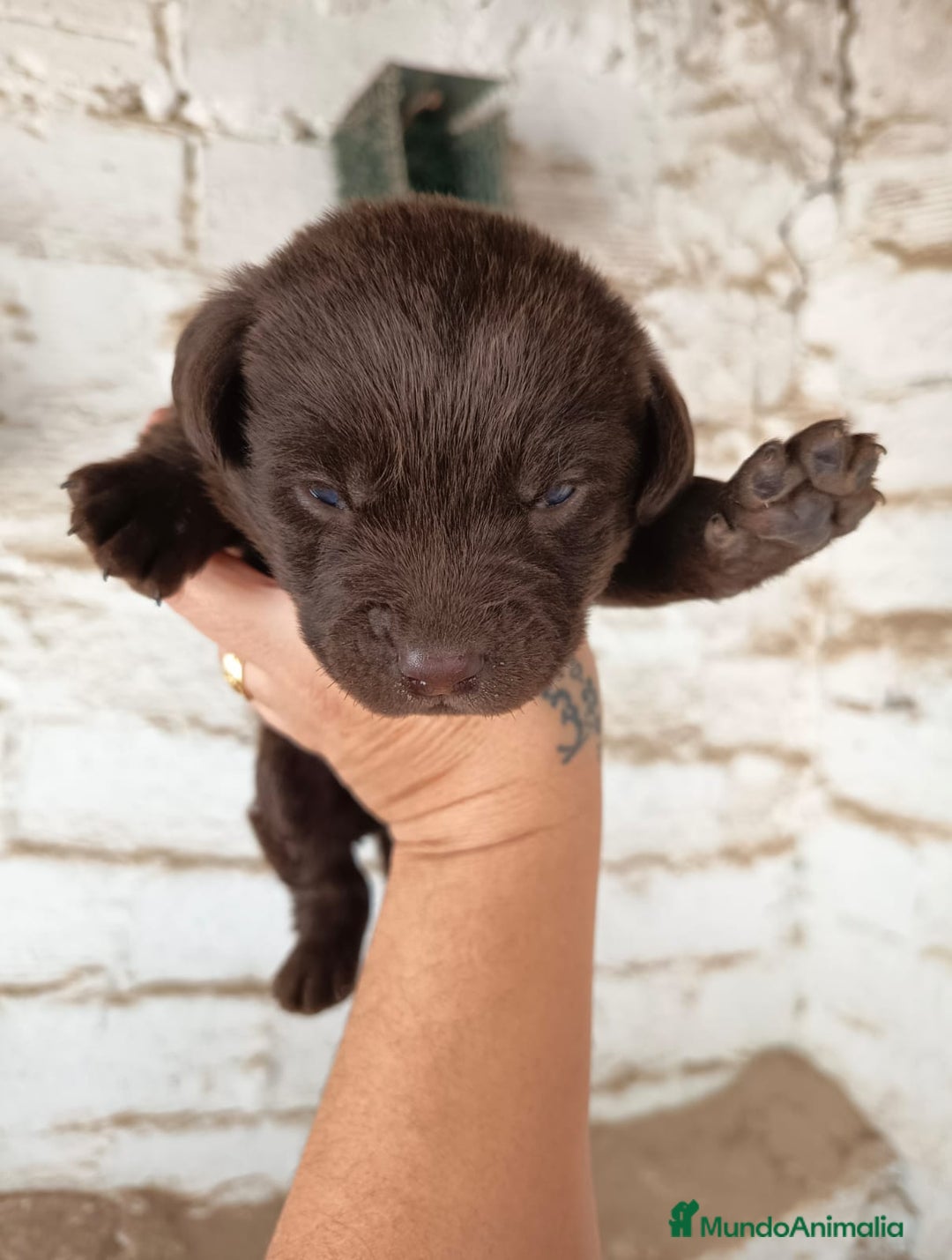 Labrador Retriever perros en venta: Espectacular labrador retriever chocolate  - Imagen 2