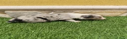 Border Collie perros en venta: Border collie merle choco en Valencia - Anuncio 22