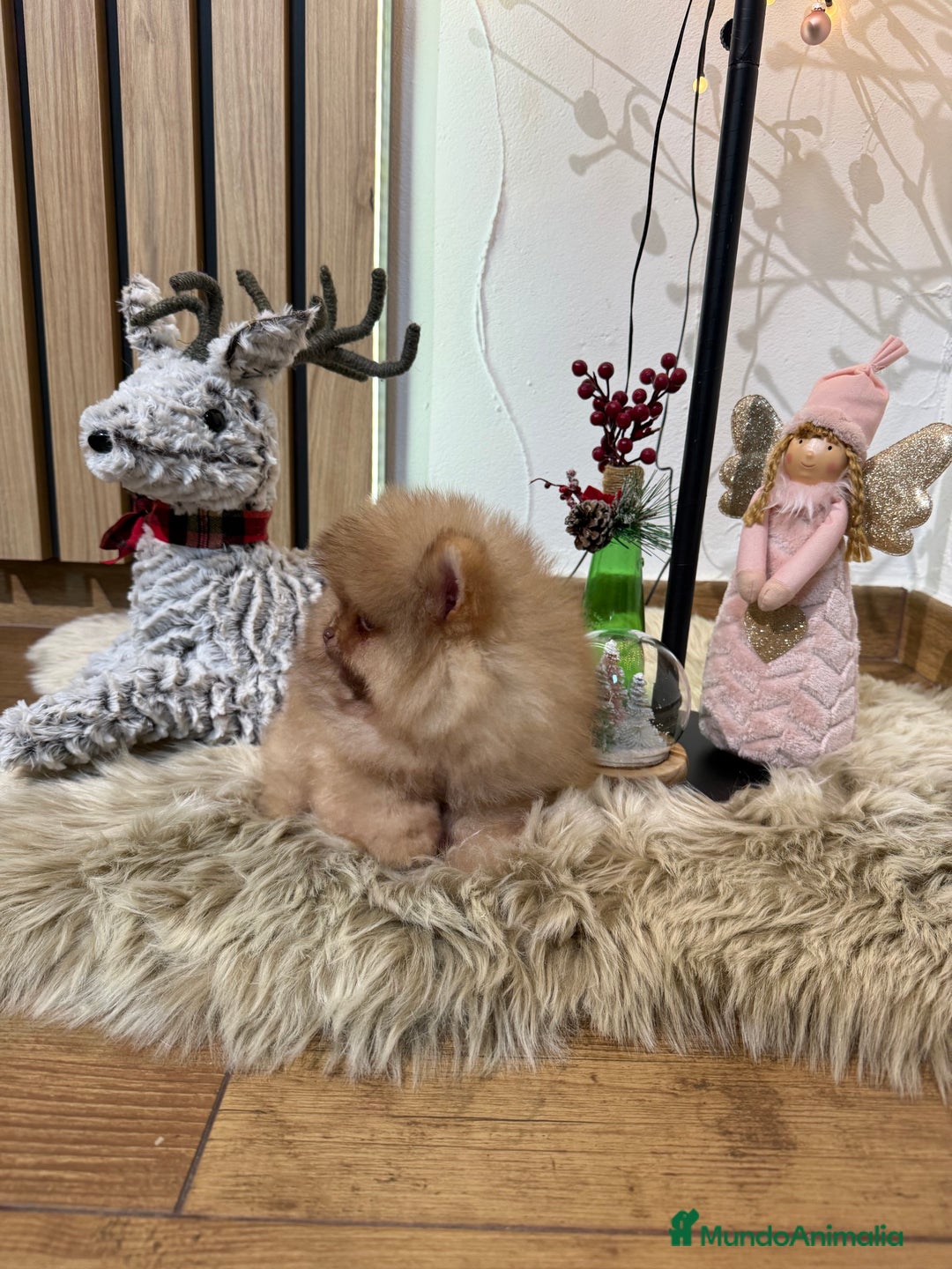 Pomerania perros en venta: Pomerania Toy - Anuncio 3