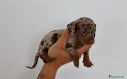 Teckel Miniatura perros en venta: HEMBRA TECKEL MINI - Imagen 3