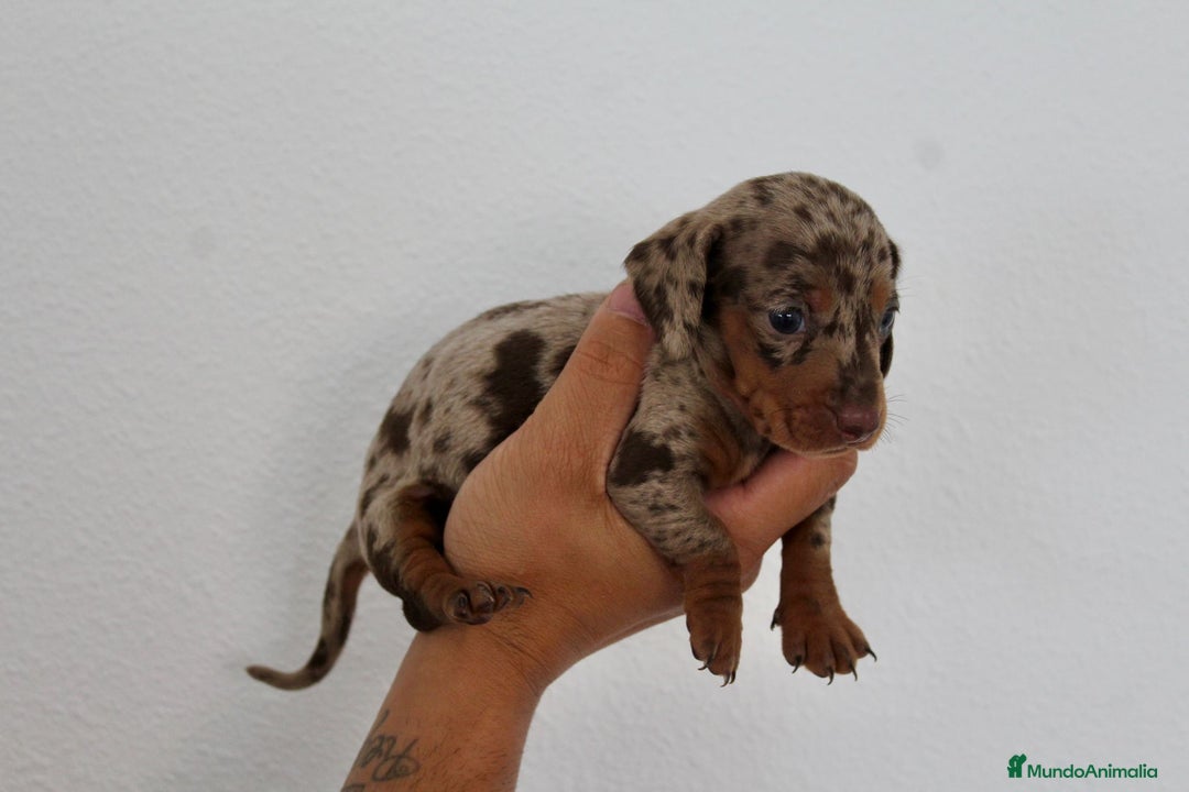 Teckel Miniatura perros en venta: HEMBRA TECKEL MINI - Imagen 3