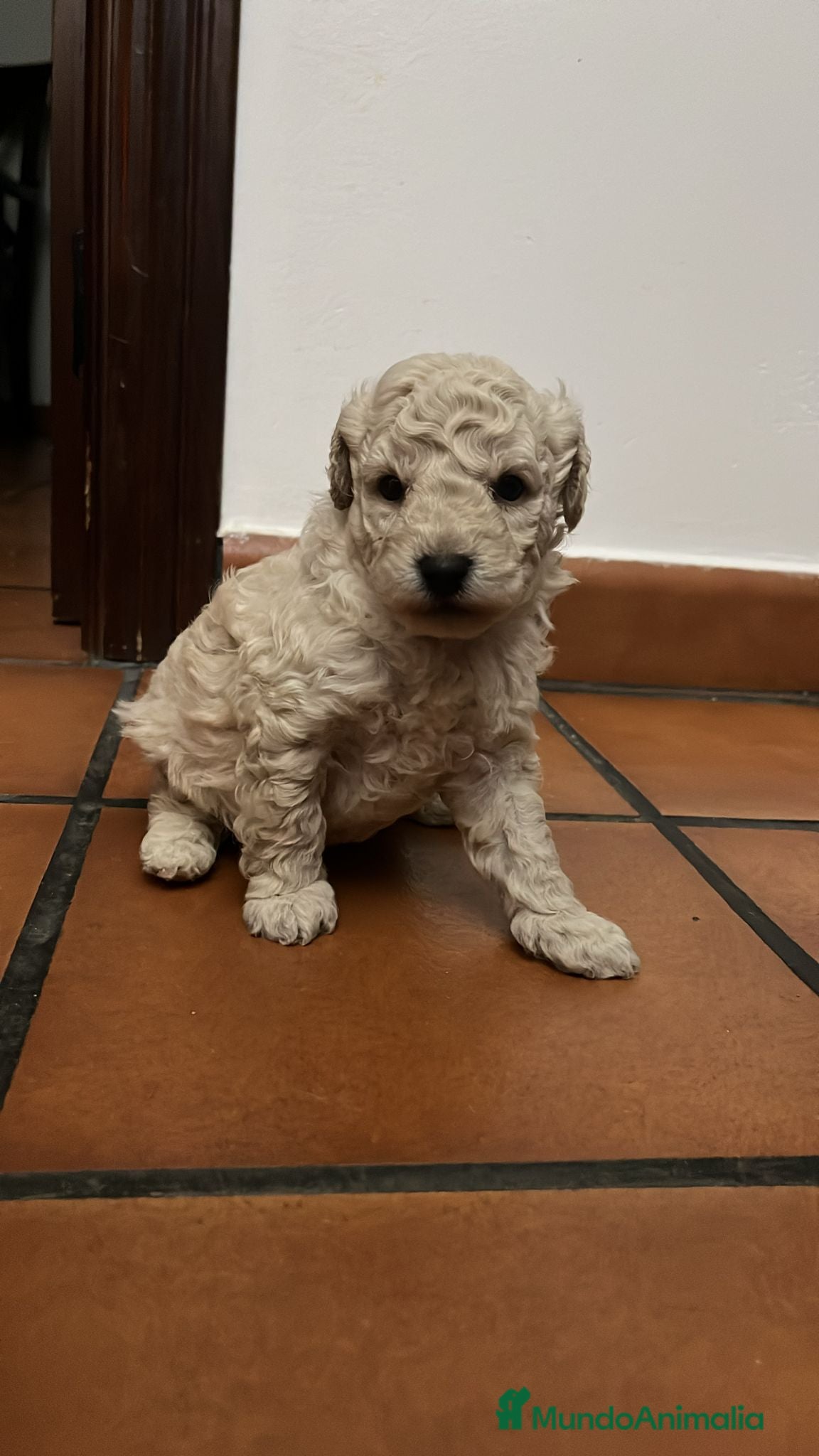 Caniche Enano perros CANICHES - Anuncio 2