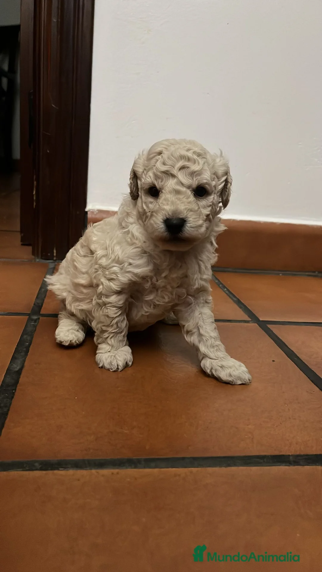 Caniche Enano perros en venta: CANICHES - Anuncio 2