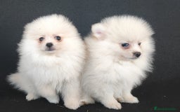 Pomerania perros en venta: POMERANIA - Anuncio 1