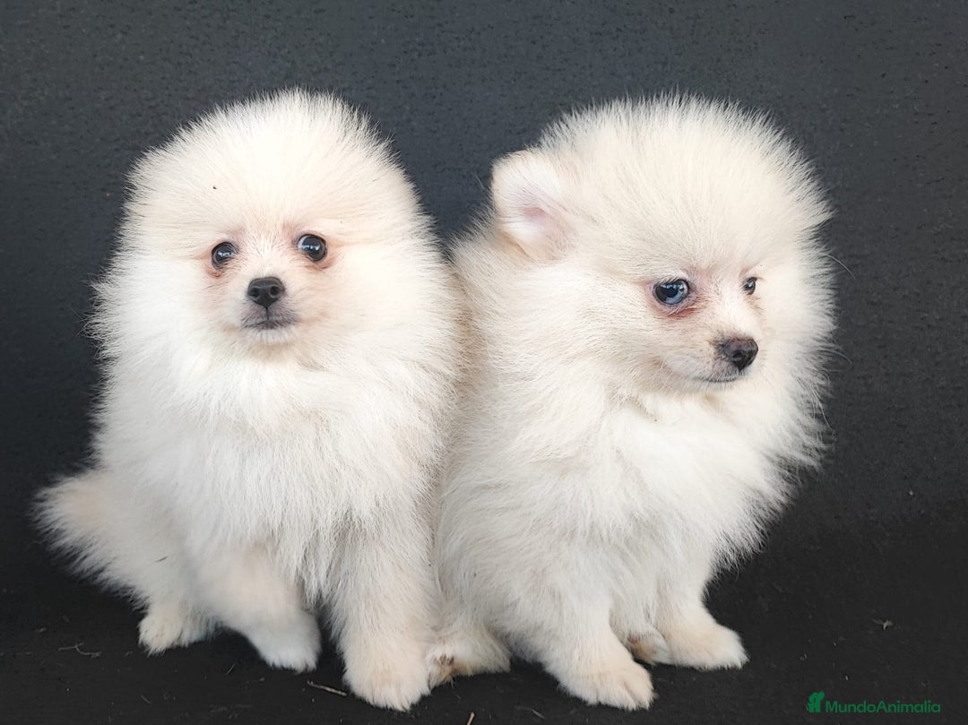 Pomerania perros en venta: POMERANIA - Anuncio 1