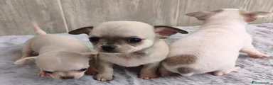 Chihuahua 1
