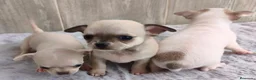 Chihuahua perros en venta: CHIHUAHUA - Anuncio 7