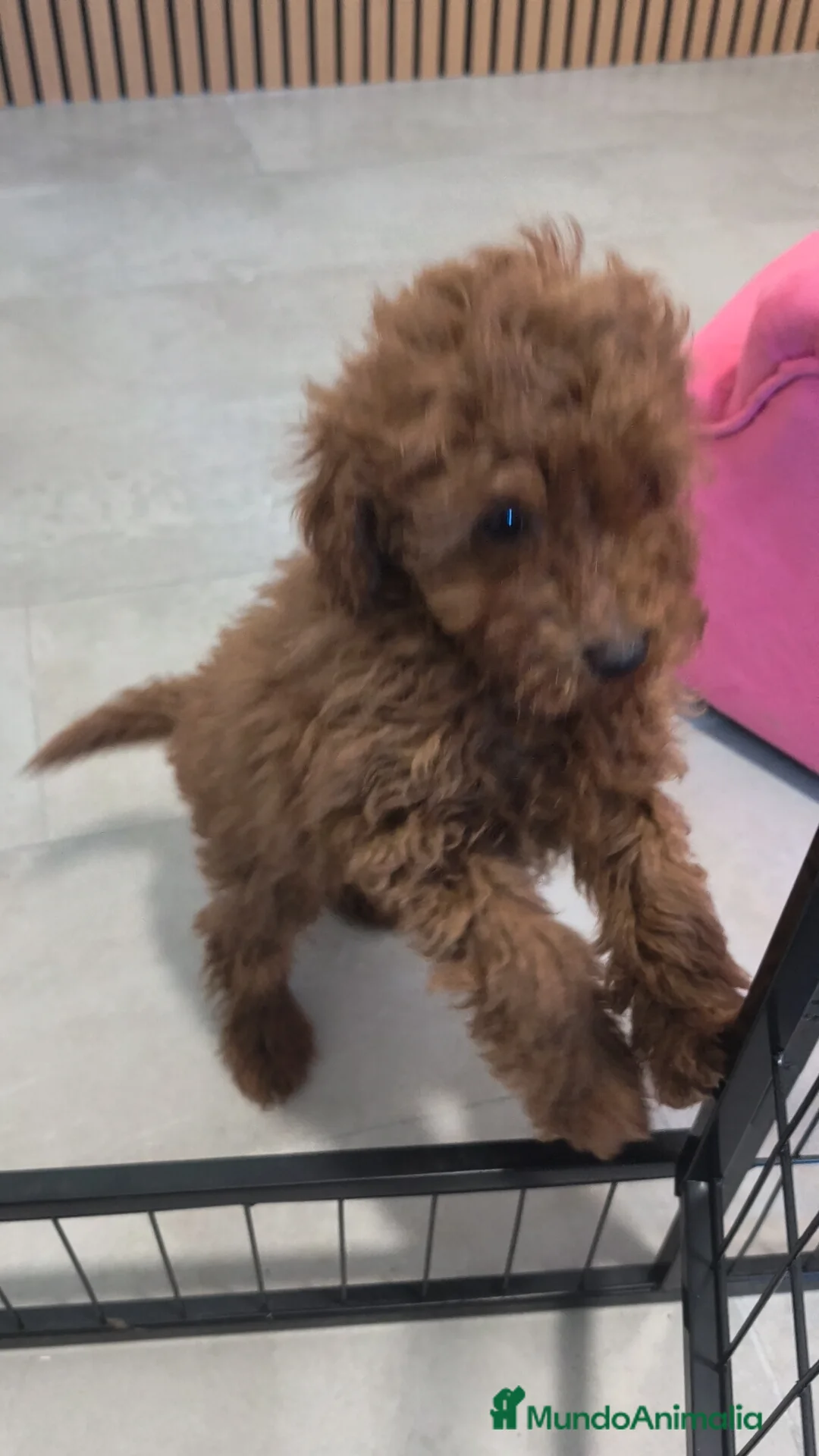 Caniche Toy perros en venta: Caniche Toy macho rojo pimentón  - Anuncio 3