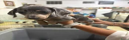 Teckel Miniatura perros en venta: Teckel miniatura - Anuncio 8
