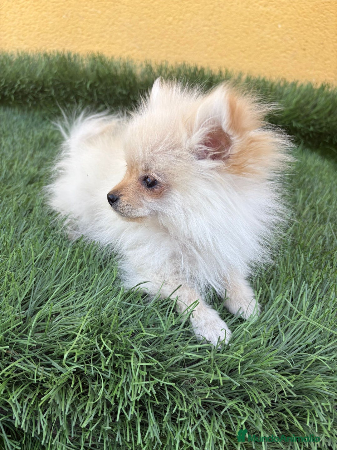 Pomerania perros en venta: Lulu de Pomerania micro toy macho - Imagen 1