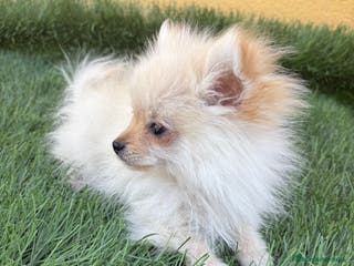 Pomerania perros Lulu de Pomerania micro toy macho - Anuncio 11