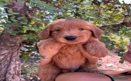 Goldendoodle perros en venta: Goldendoodle  - Imagen 5
