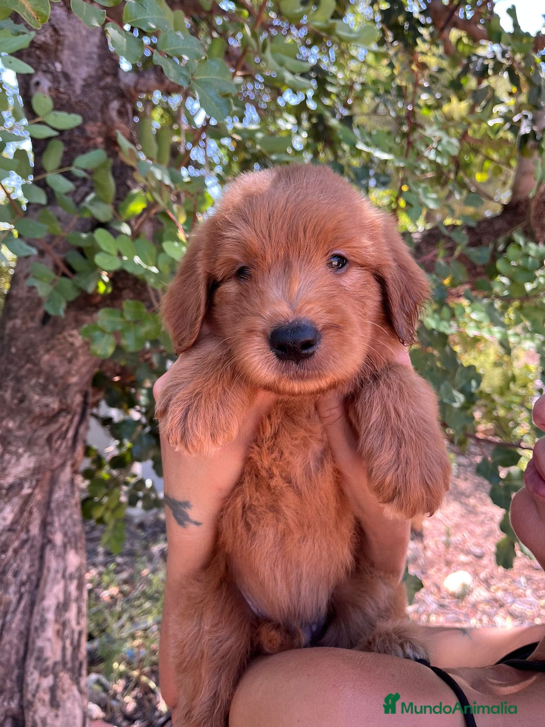 Goldendoodle perros en venta: Goldendoodle  - Imagen 5