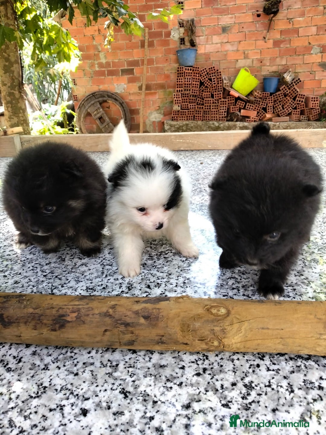 Pomerania perros en venta: camadas de pomerania  - Imagen 6