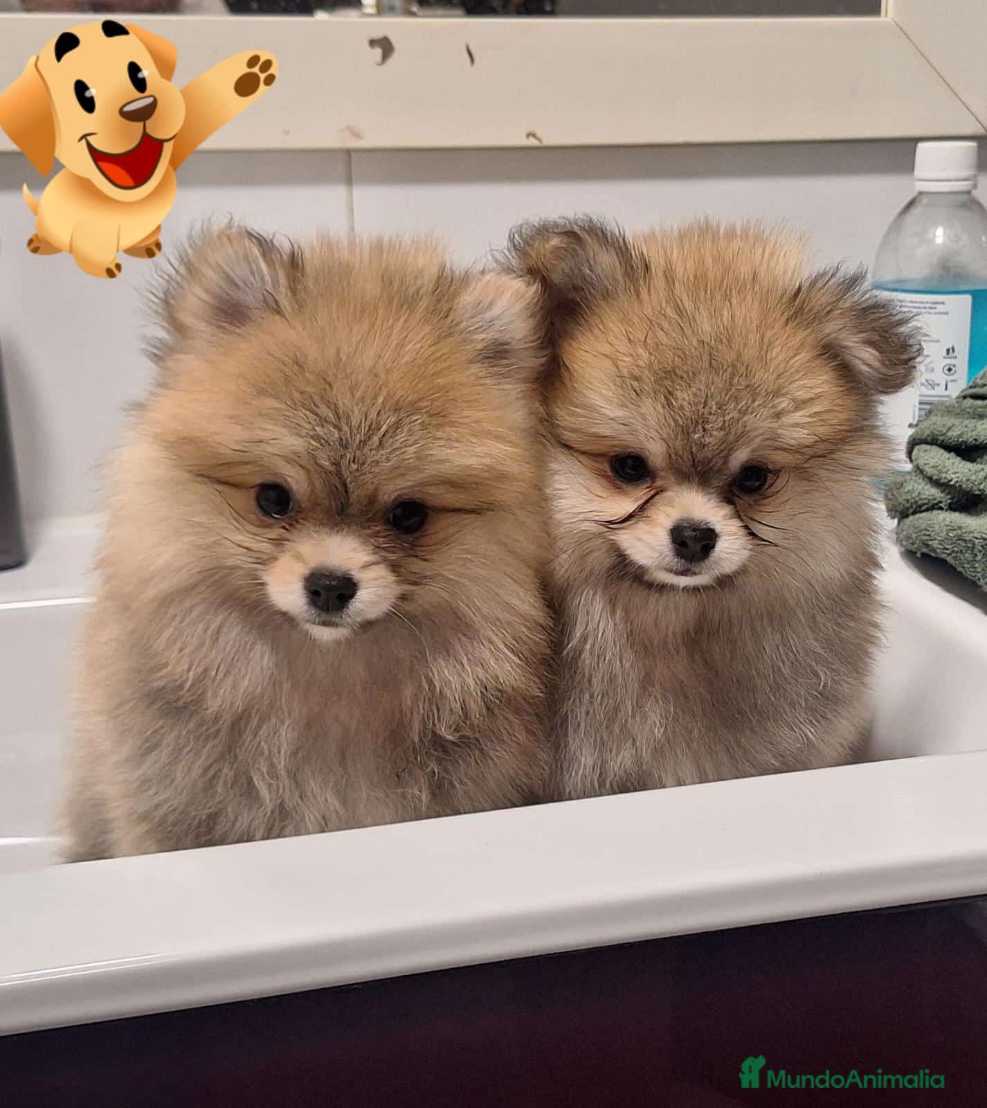 Pomerania perros Pomerania  - Anuncio 1