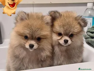 Pomerania perros Pomerania - Anuncio 1