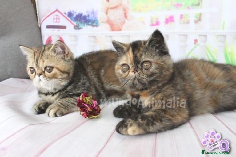 Imagen de galería {{count}}