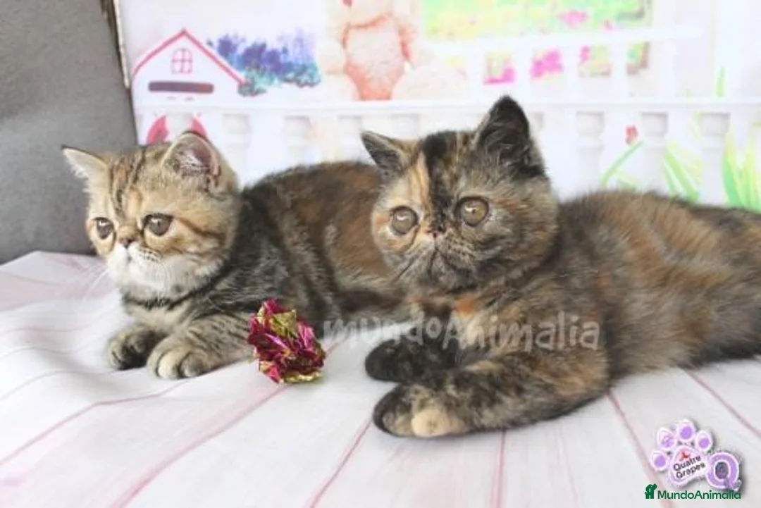 Imagen de galería {{count}}