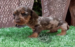 Teckel Miniatura perros en venta: Teckel miniatura exóticos lilac y arlequín 🐾🌈 - Imagen 1