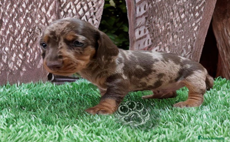 Teckel Miniatura perros - Anuncio 2