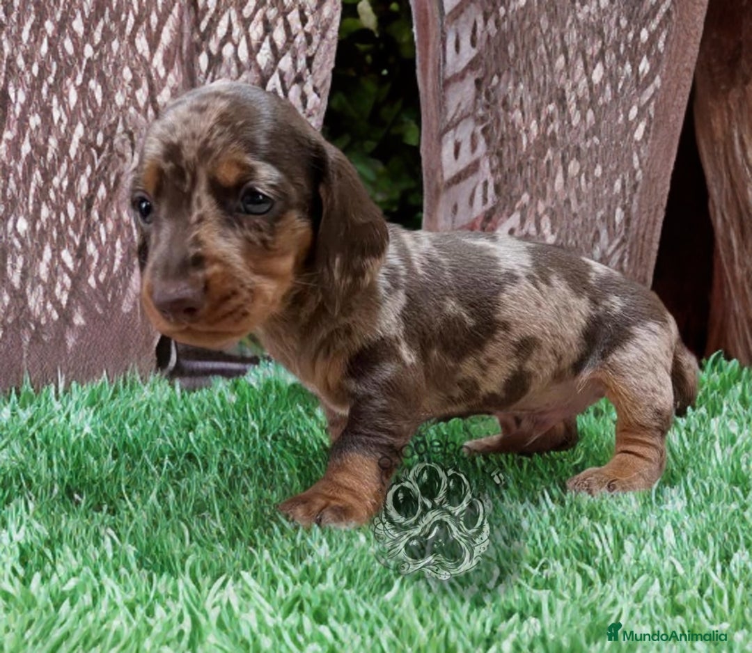 Teckel Miniatura perros en venta: Teckel miniatura exóticos lilac y arlequín 🐾🌈 - Imagen 1