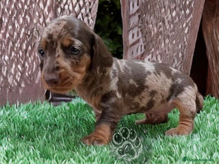 Teckel Miniatura perros - Anuncio 20