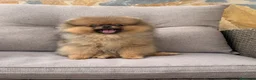 Pomerania perros en venta: Pomerania hembra súper calidad  - Anuncio 1