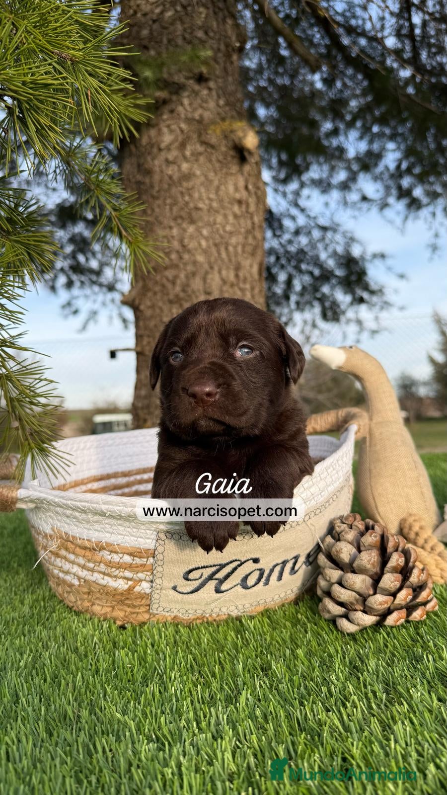 Labrador Retriever perros LABRADORES CHOCOLATE en Asturias - Anuncio 5