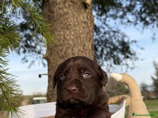 Labrador Retriever perros LABRADORES CHOCOLATE en Asturias - Anuncio 3