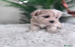 Maltipoo perros en venta: MALTIPOO MACHO - Imagen 6