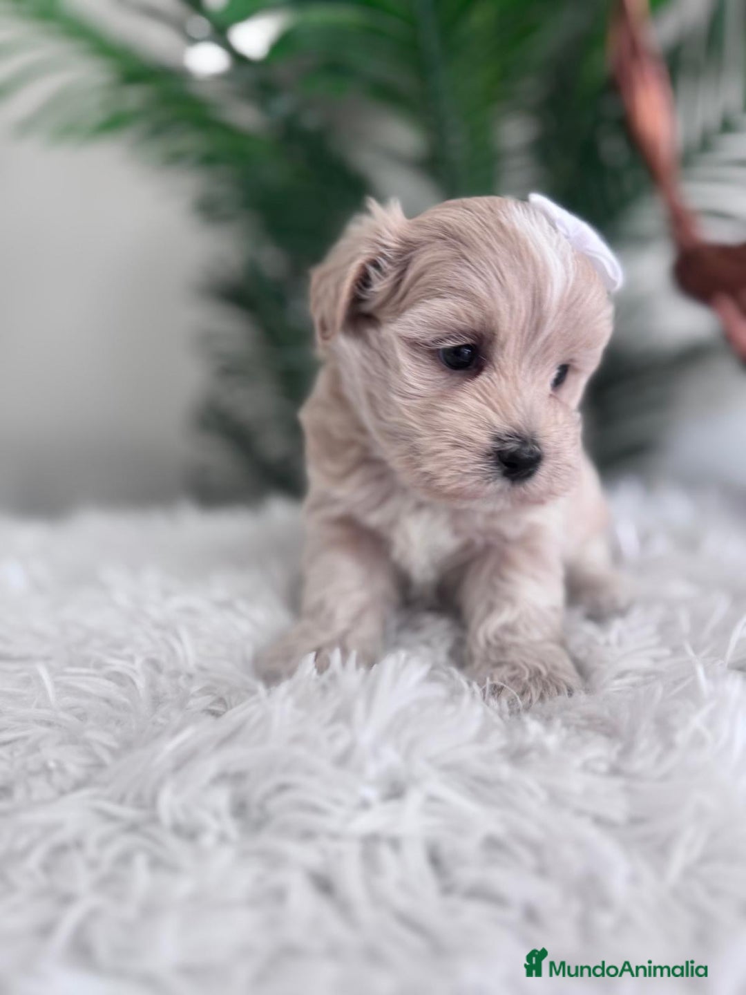 Maltipoo perros en venta: MALTIPOO MACHO - Imagen 6