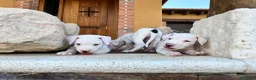 Dogo Argentino perros en venta: Dogos argentinos  en Segovia - Anuncio 5