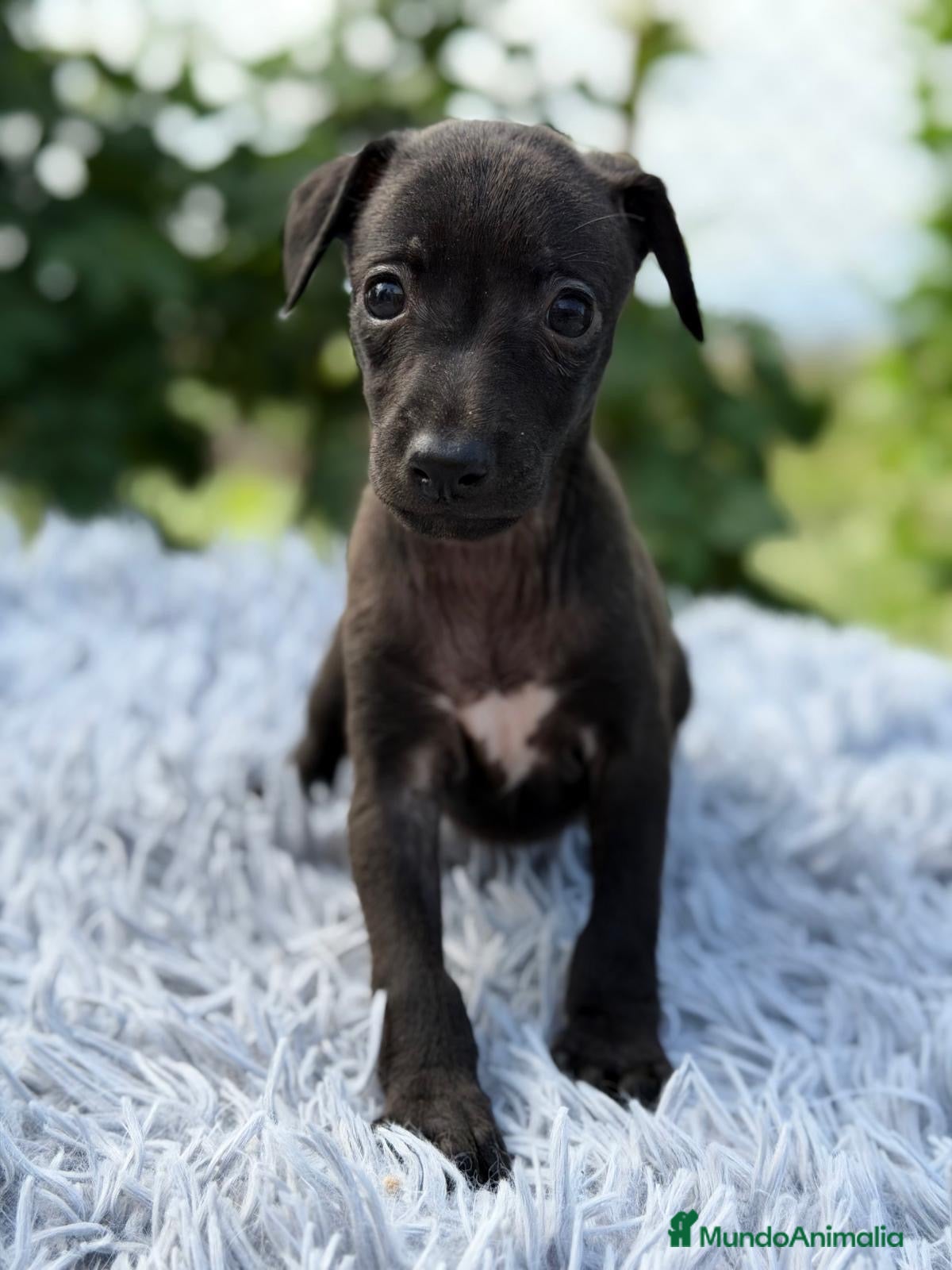 Pequeño Lebrel Italiano perros PEQUEÑO LEBREL ITALIANO PICCOLO - Anuncio 1