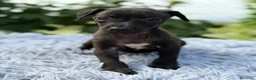 Pequeño Lebrel Italiano perros en venta: PEQUEÑO LEBREL ITALIANO PICCOLO - Anuncio 1
