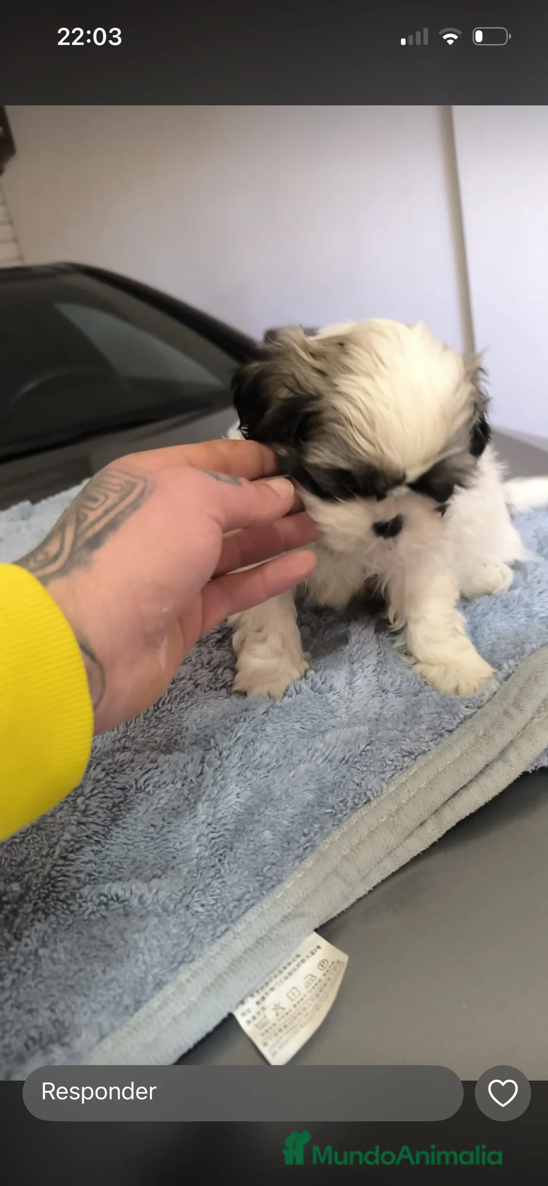Shih Tzu perros en venta: PRECIOSA PAREJA  - Anuncio 2