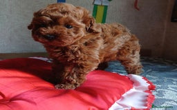 Caniche Toy perros en venta: MACHO CANICHE TOY 50% LINEA ASIATICA  - Imagen 2