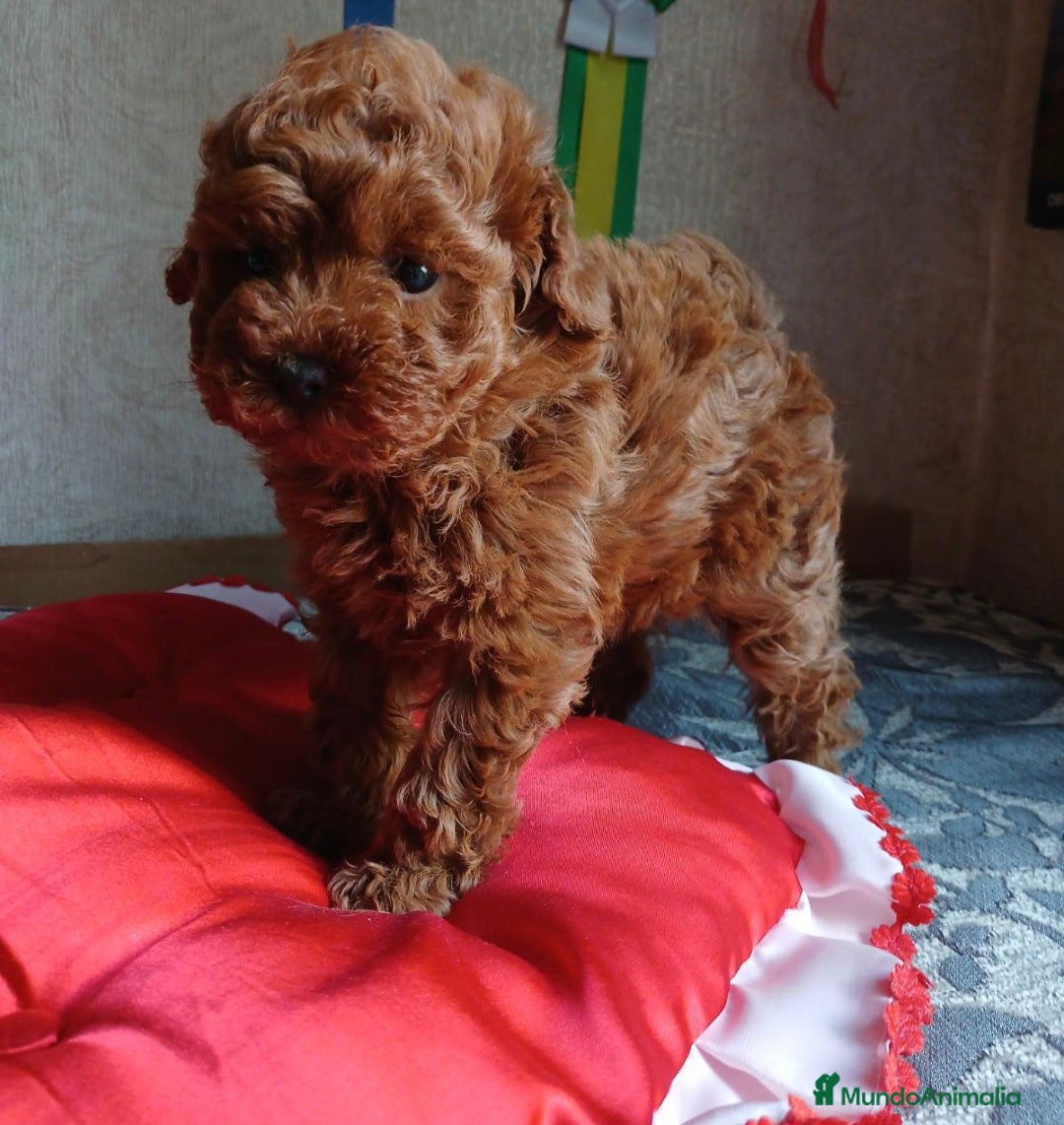 Caniche Toy perros en venta: MACHO CANICHE TOY 50% LINEA ASIATICA  - Imagen 2