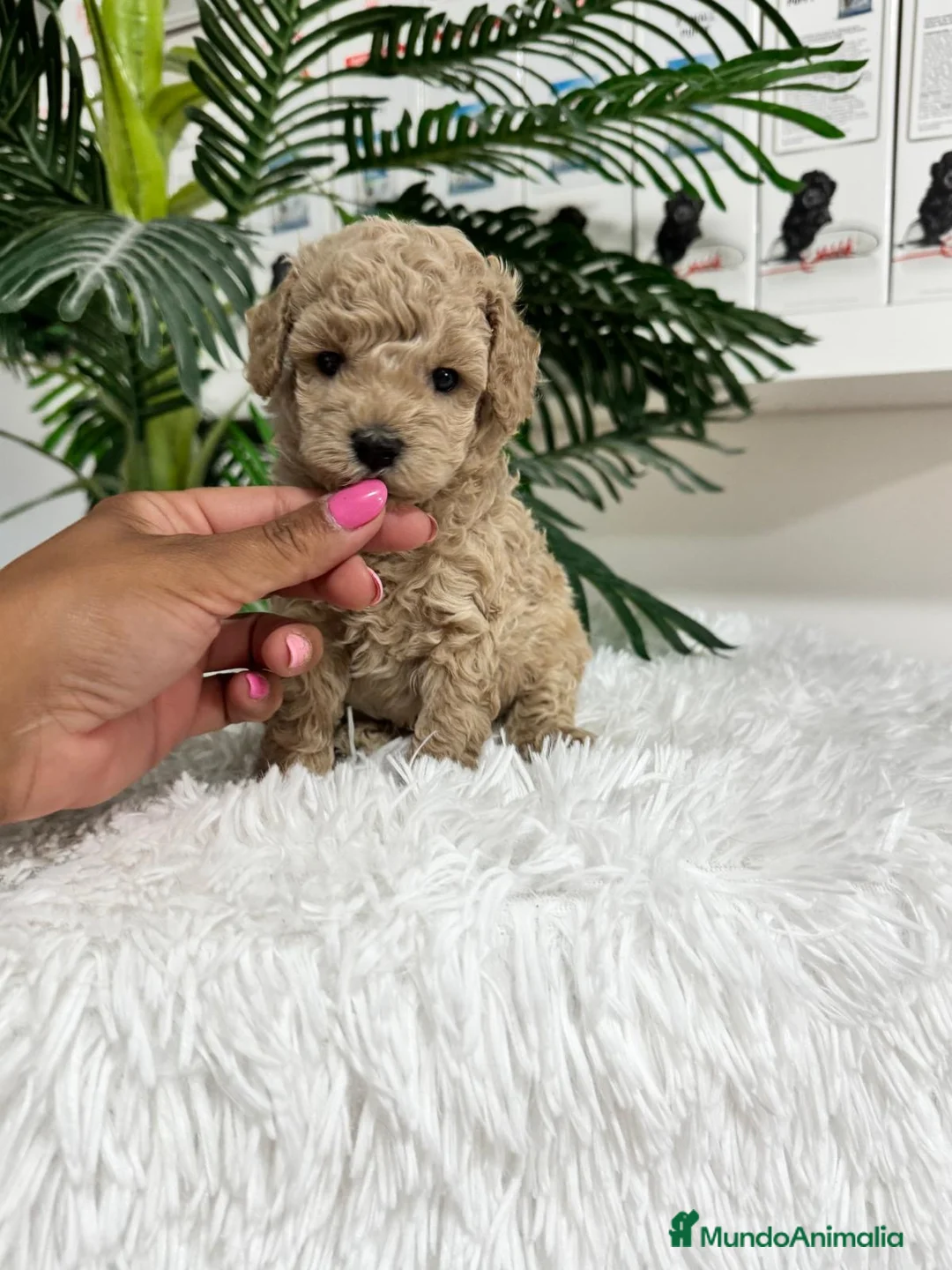 Caniche Enano perros en venta: CANICHE ENANO - Anuncio 1