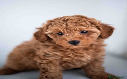 Caniche Toy perros en venta: caniche toy macho - Imagen 1