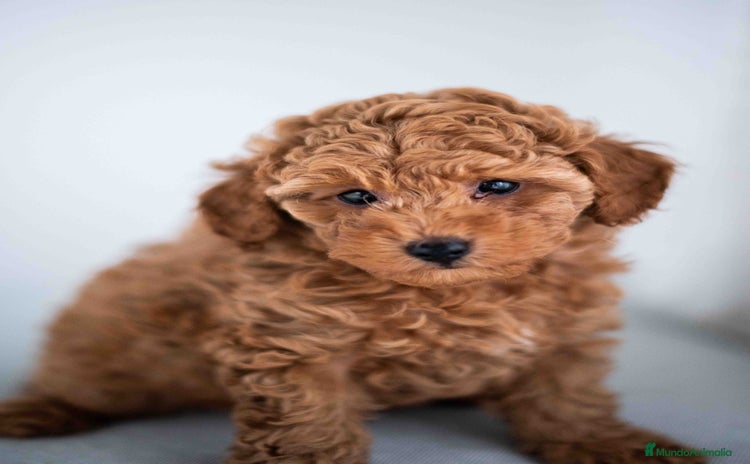 Caniche Toy perros - Anuncio 1