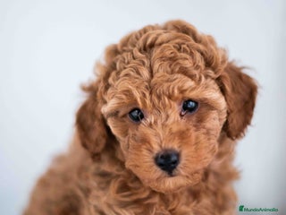 Caniche Toy perros - Anuncio 15